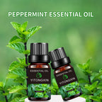 Various Scented Essential Oils for Humidifiers